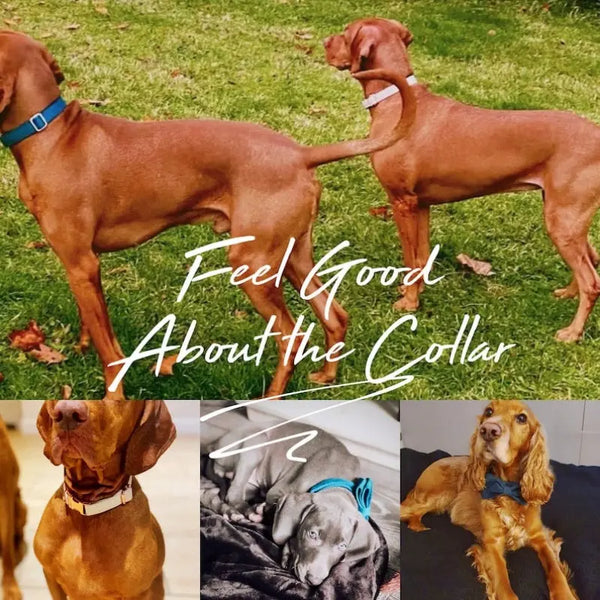 Stylish Comfort Dog Collar