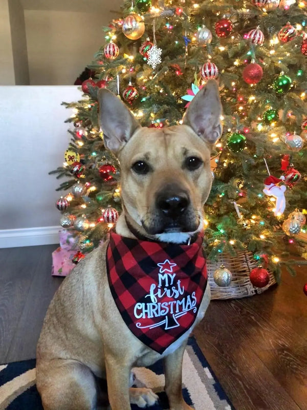 Festive Puppy Scarf Delight